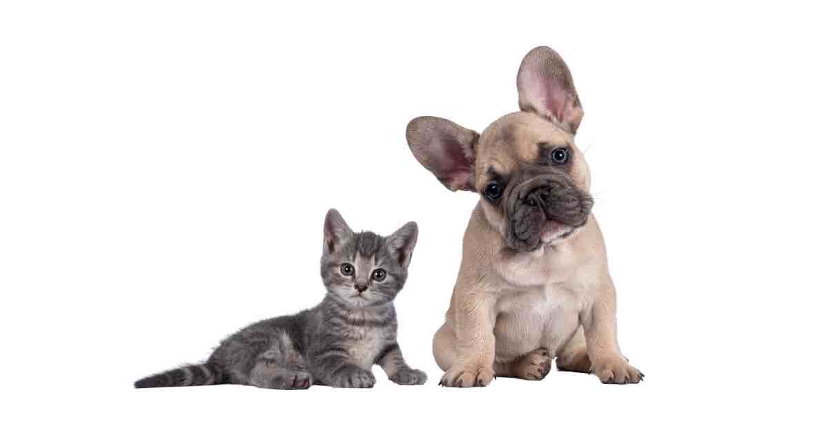 Comida premium para perros y gatos