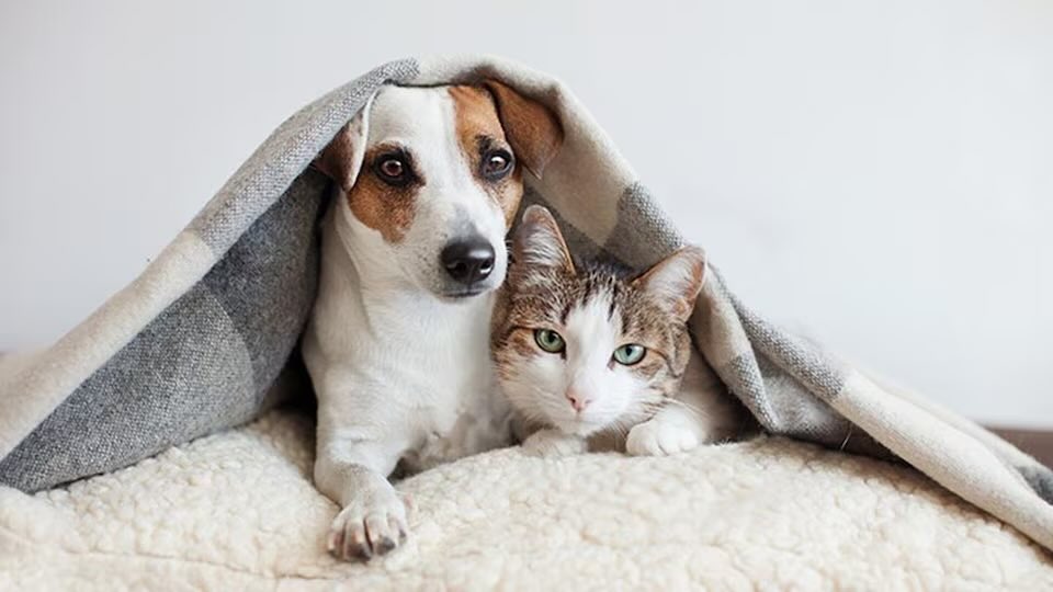 Complete pet food