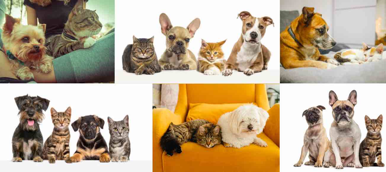 Comida premium para perros y gatos con alta palatabilidad y excelente aporte nutricional. Dale a tu mascota lo mejor cada día.