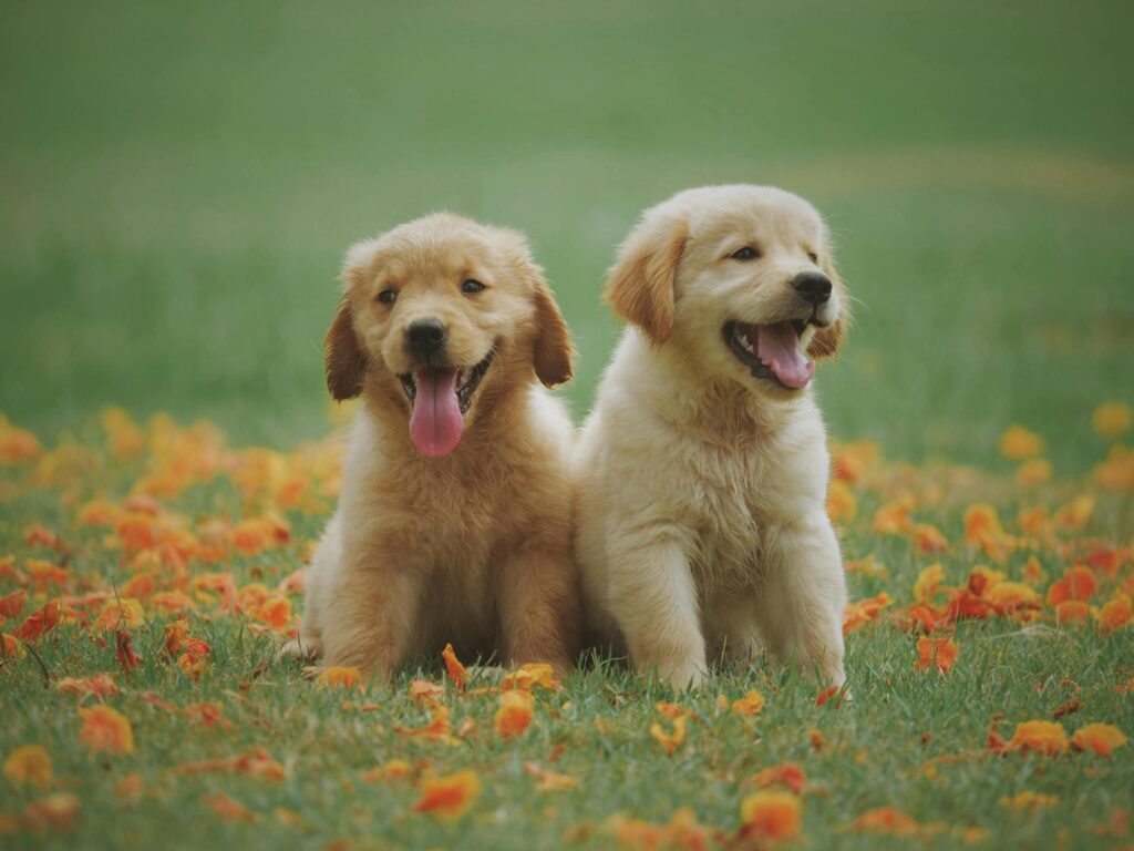 Dos cachorros jugando sobre la hierba con flores