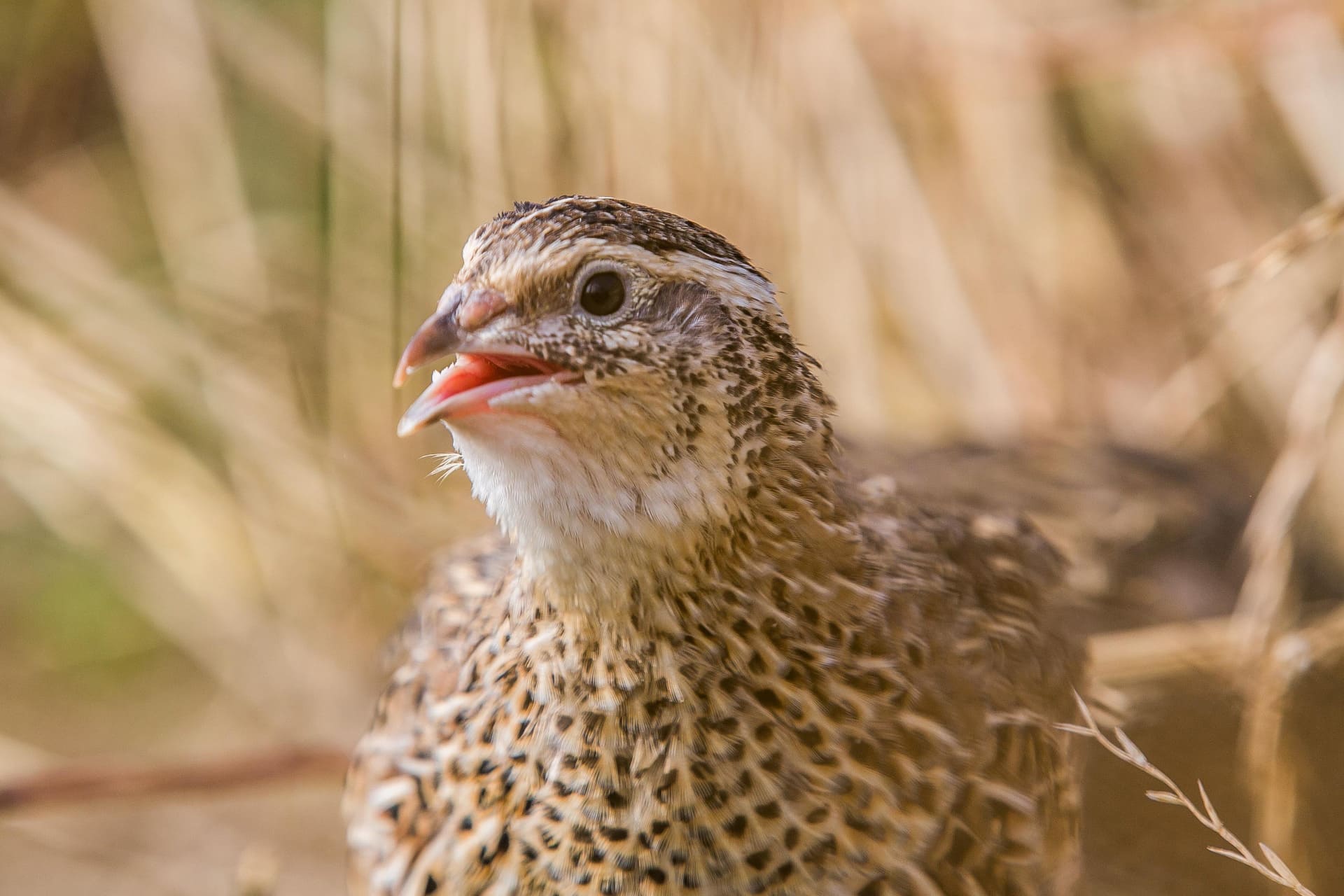 Codorniz en primer plano en entorno natural