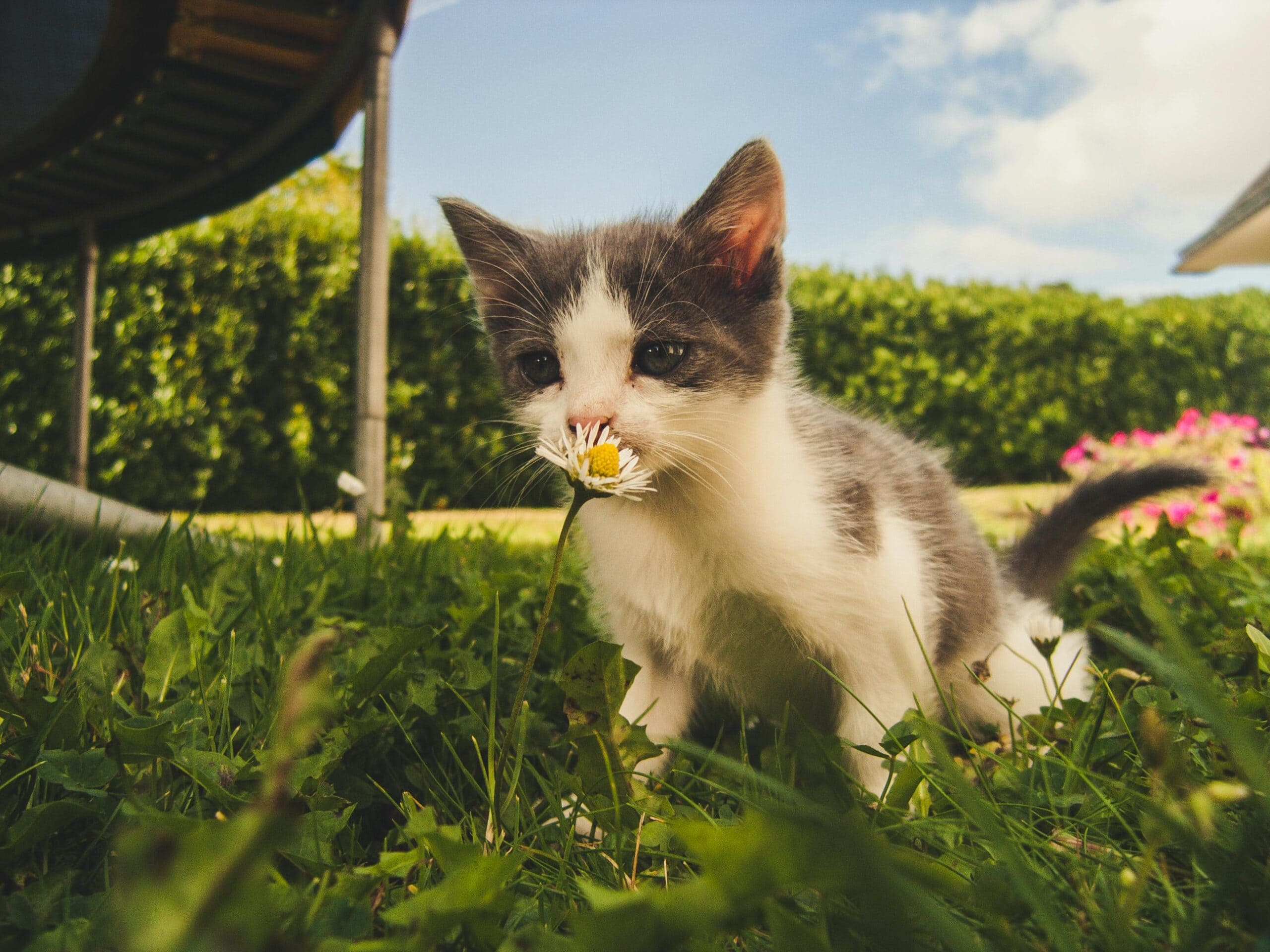 Gato pequeno oliendo una flor en el jardin