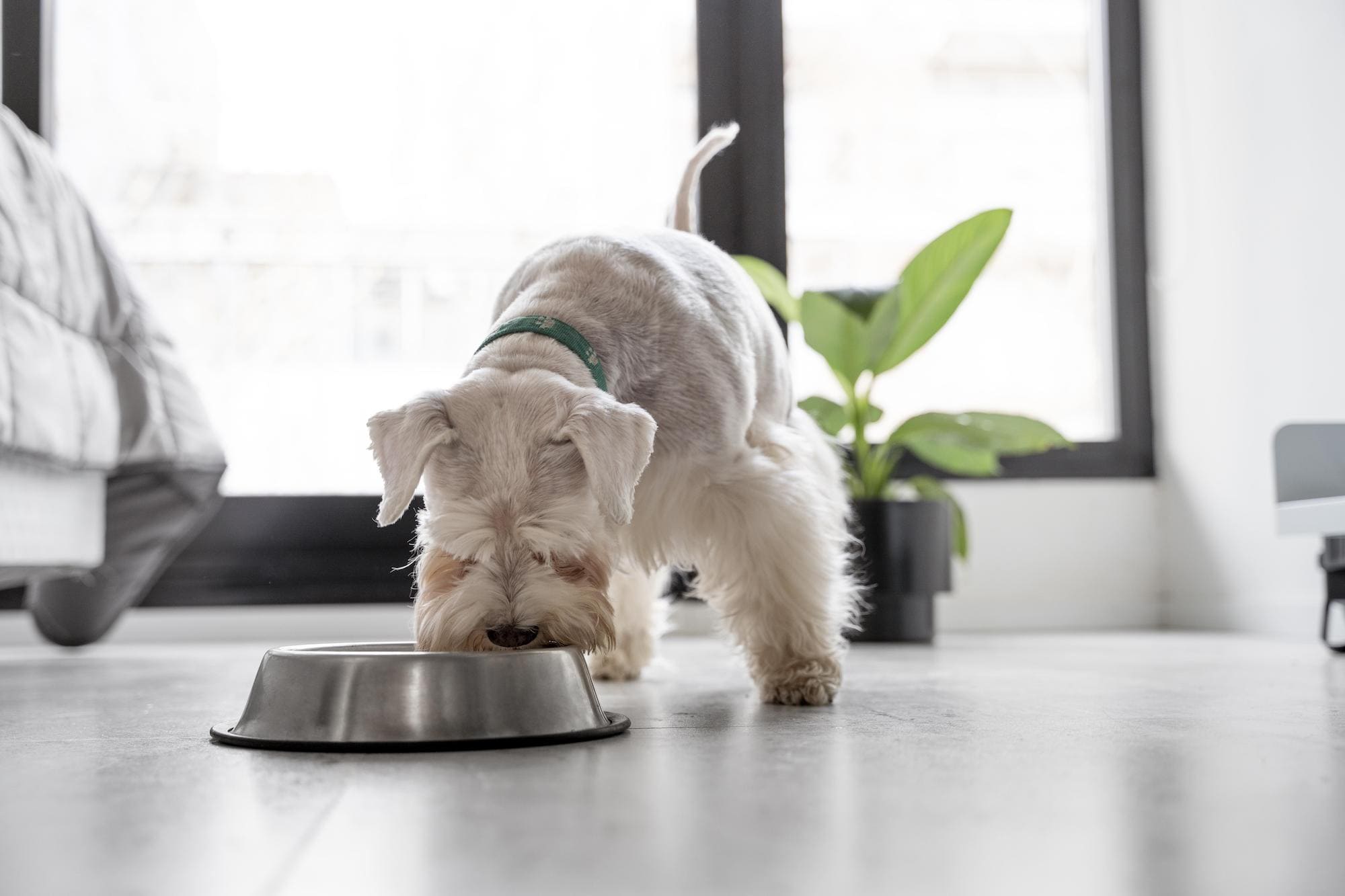 Perro comiendo alimento de mascota en interior del hogar