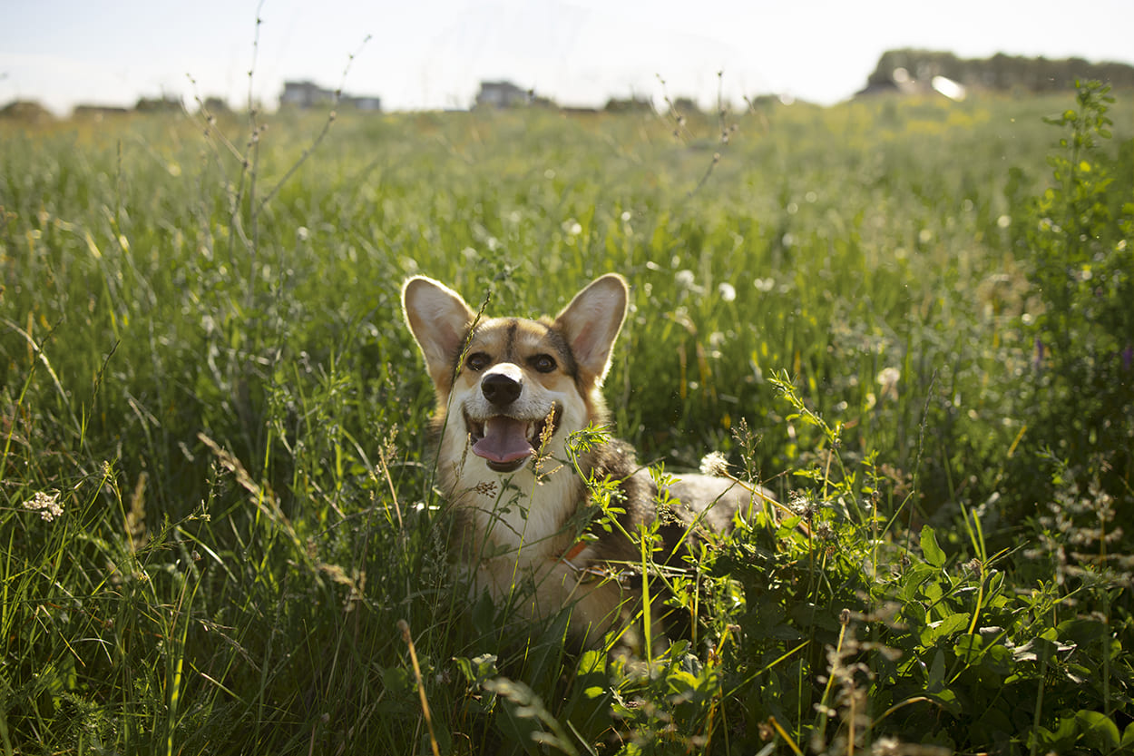 Perro tipo corgi disfrutando al aire libre entre la hierba