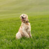 Perro sentado tranquilamente sobre hierba verde