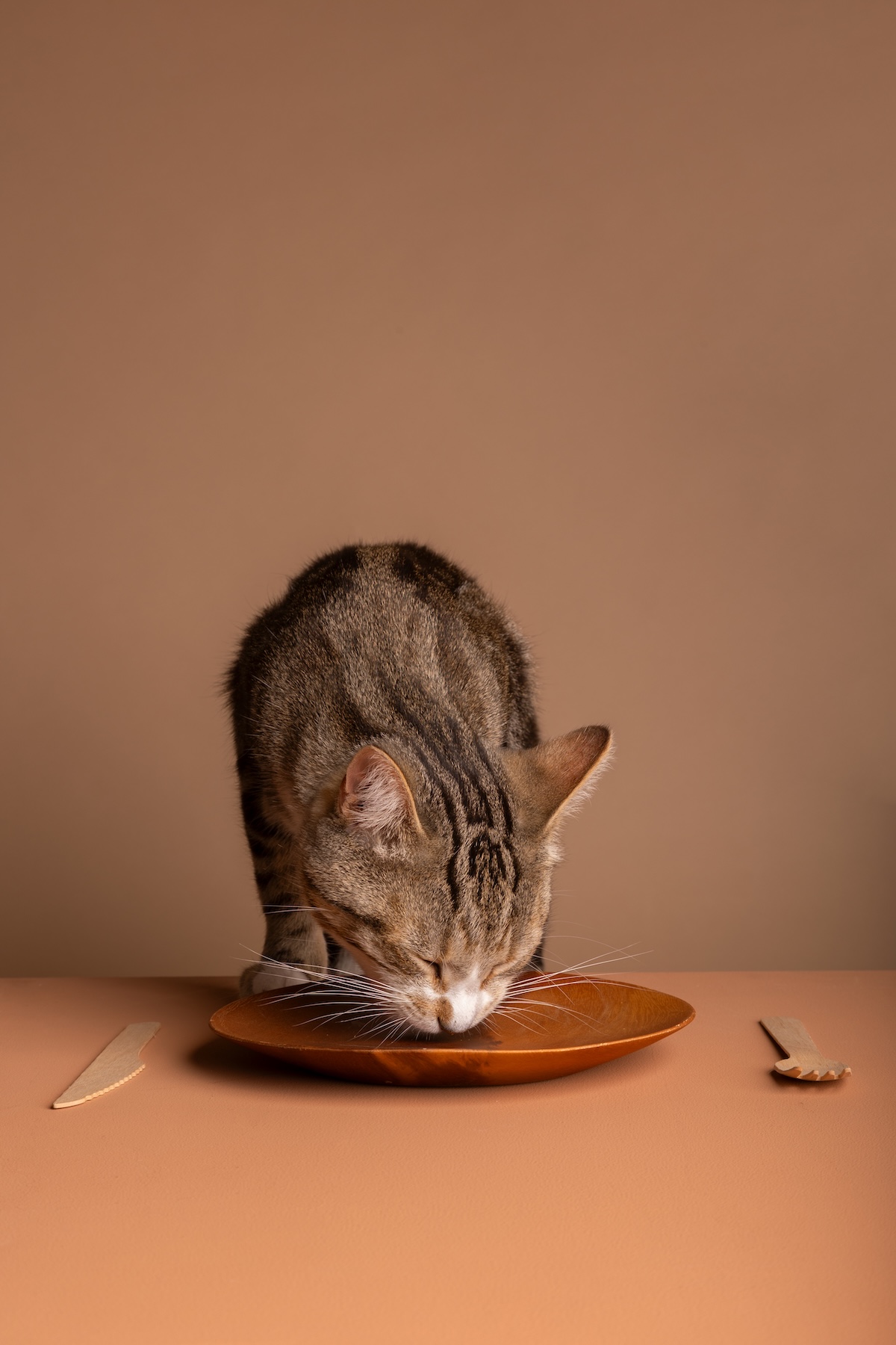 Gato terminando de comer un plato de snacks
